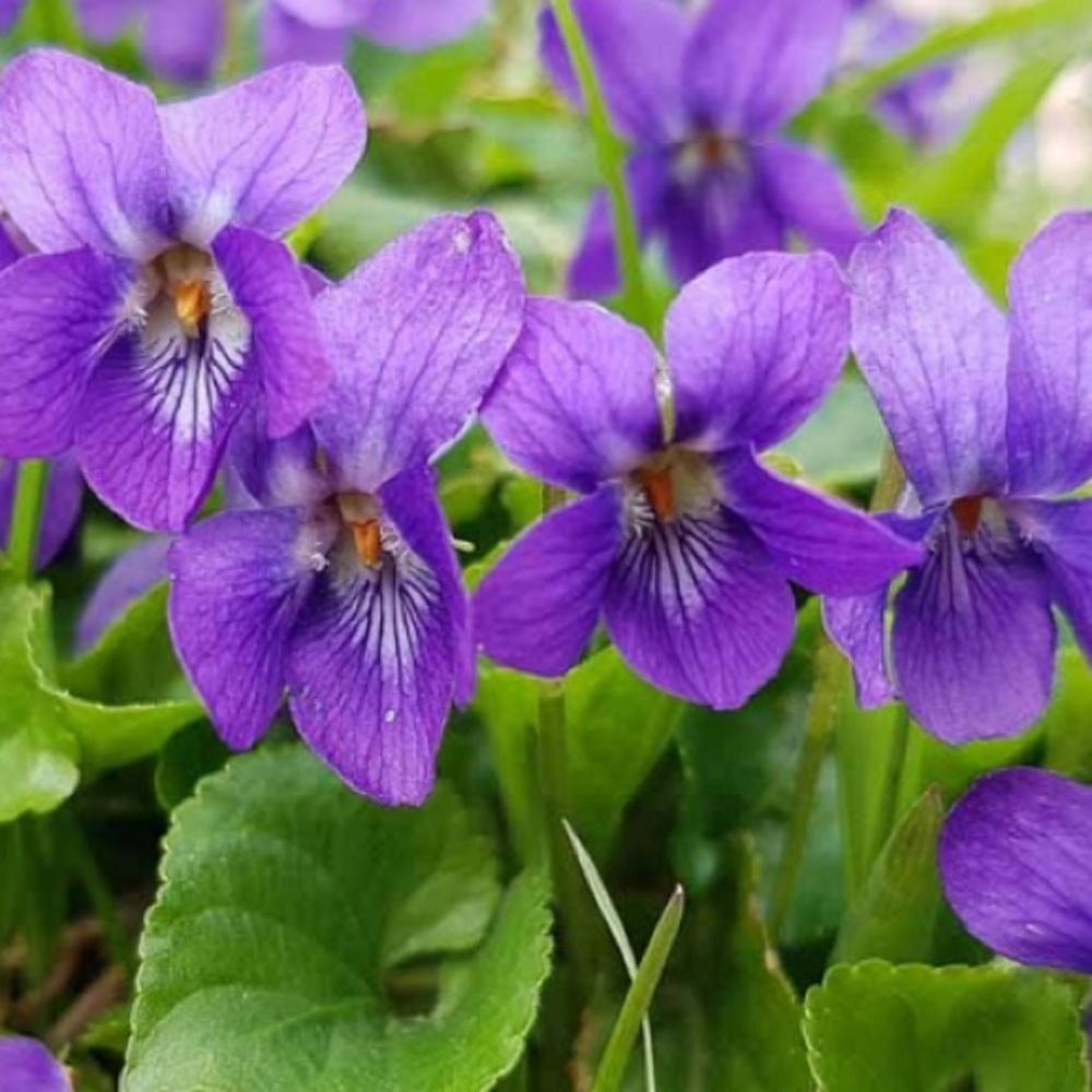 Meet your Posher, Maggie